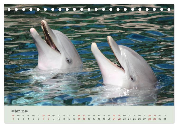 Produktbild: Die Welt der Delphine (Tischkalender 2026 DIN A5 quer), CALVENDO Monatskalender