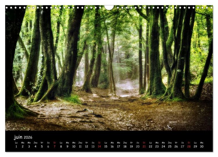 Produktbild: BROCELIANDE, la for&ecirc;t (Calendrier mural 2026 DIN A3 vertical), CALVENDO calendrier mensuel