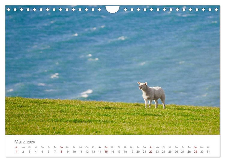 Produktbild: Schafe - Weich und wollig (Wandkalender 2026 DIN A4 quer), CALVENDO Monatskalender