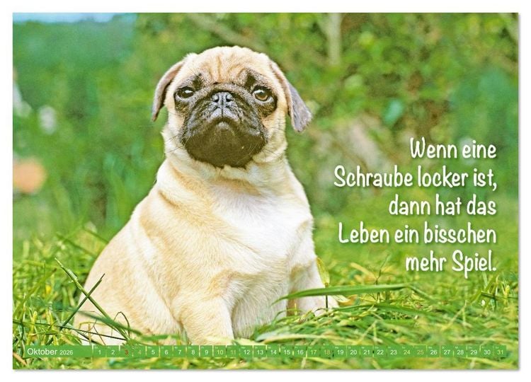 Produktbild: Der Mops: Nicht klein, sondern aufs Wesentliche reduziert. (hochwertiger Premium Wandkalender 2026 DIN A2 quer), Kunstdruck in Hochglanz