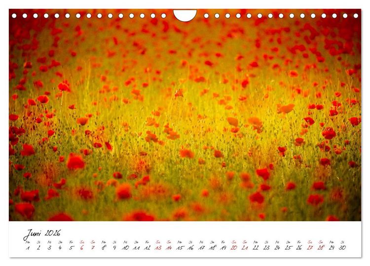 Produktbild: Mohnwiesen (Wandkalender 2026 DIN A4 quer), CALVENDO Monatskalender