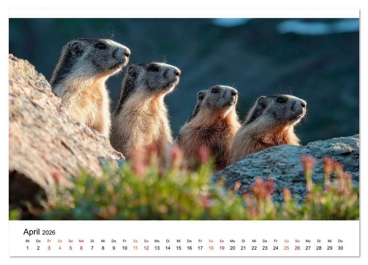 Produktbild: Hallo Murmeltier (Wandkalender 2026 DIN A4 quer), CALVENDO Monatskalender