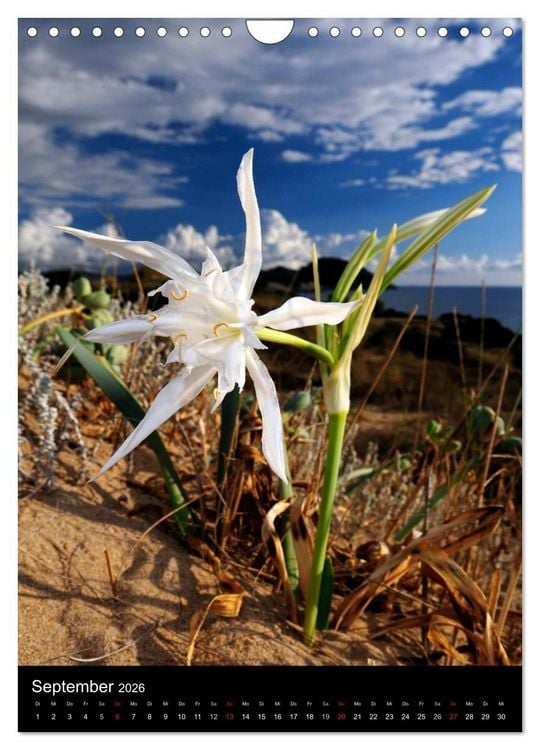 Produktbild: WILDBLUMEN (Wandkalender 2026 DIN A4 hoch), CALVENDO Monatskalender