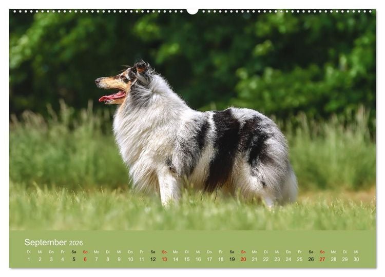 Produktbild: Collies - charmante Herzensbrecher (hochwertiger Premium Wandkalender 2026 DIN A2 quer), Kunstdruck in Hochglanz