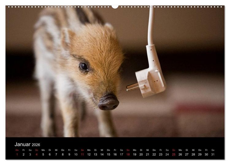 Produktbild: Kleine Schweinereien (hochwertiger Premium Wandkalender 2026 DIN A2 quer), Kunstdruck in Hochglanz