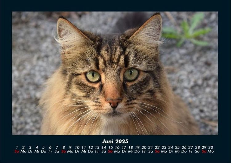 Produktbild: Der Tierkalender 2025 Fotokalender DIN A4