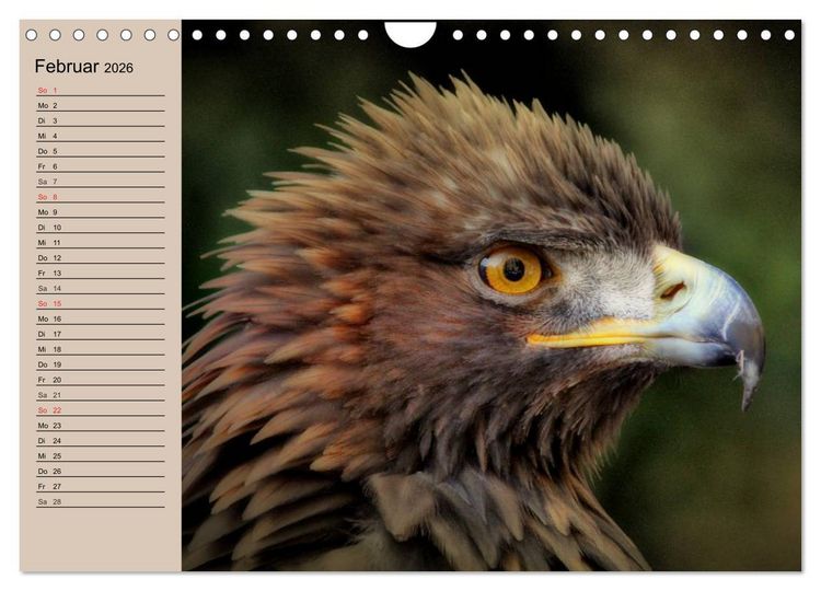 Produktbild: Der Steinadler. Majest&auml;tischer Greifvogel (Wandkalender 2026 DIN A4 quer), CALVENDO Monatskalender