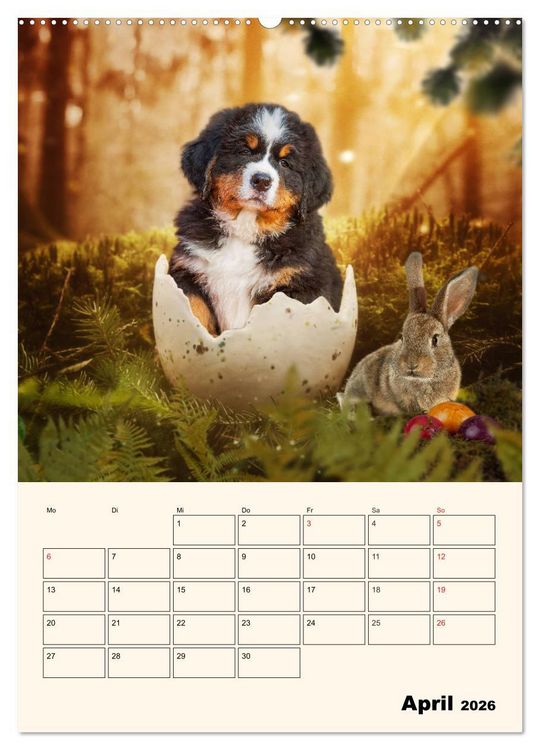 Produktbild: Traumhaft sch&ouml;n - Der Berner Sennenhund (Wandkalender 2026 DIN A2 hoch), CALVENDO Monatskalender