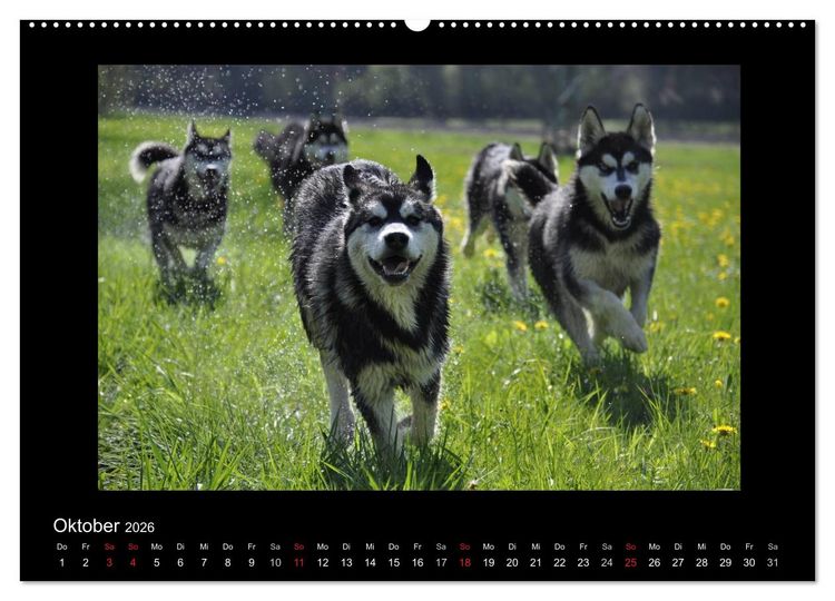 Produktbild: Husky-Kalender (Wandkalender 2026 DIN A2 quer), CALVENDO Monatskalender