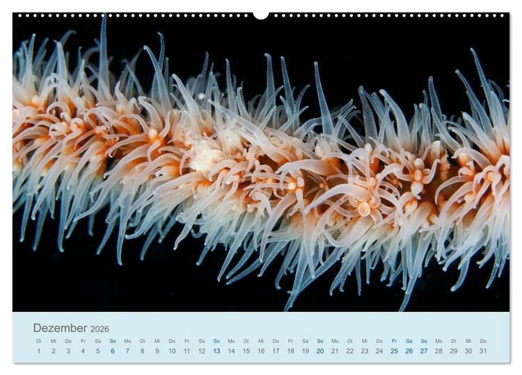 Produktbild: Abenteuer Unterwasser (Wandkalender 2026 DIN A2 quer), CALVENDO Monatskalender