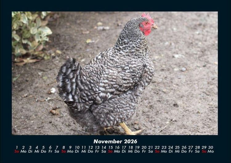 Produktbild: Tiere auf dem Bauernhof 2026 Fotokalender DIN A4