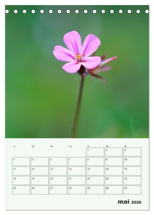 Produktbild: Fleurs en toute simplicit&eacute; - Beaut&eacute; minimaliste (Calendrier de bureau 2026 DIN A5 horizontal), CALVENDO calendrier mensuel