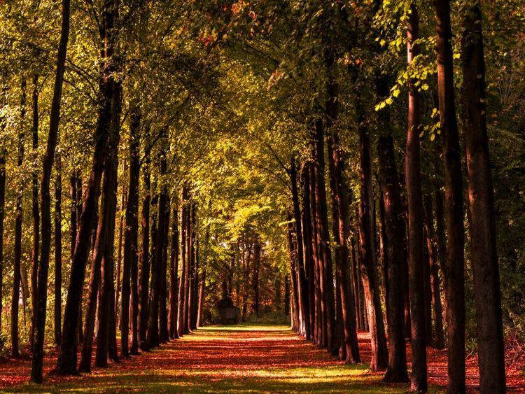 Produktbild: CALVENDO Puzzle Allee im Schlossgarten | 1000 Teile Lege-Gr&ouml;&szlig;e 64x48cm Foto-Puzzle f&uuml;r gl&uuml;ckliche Stunden