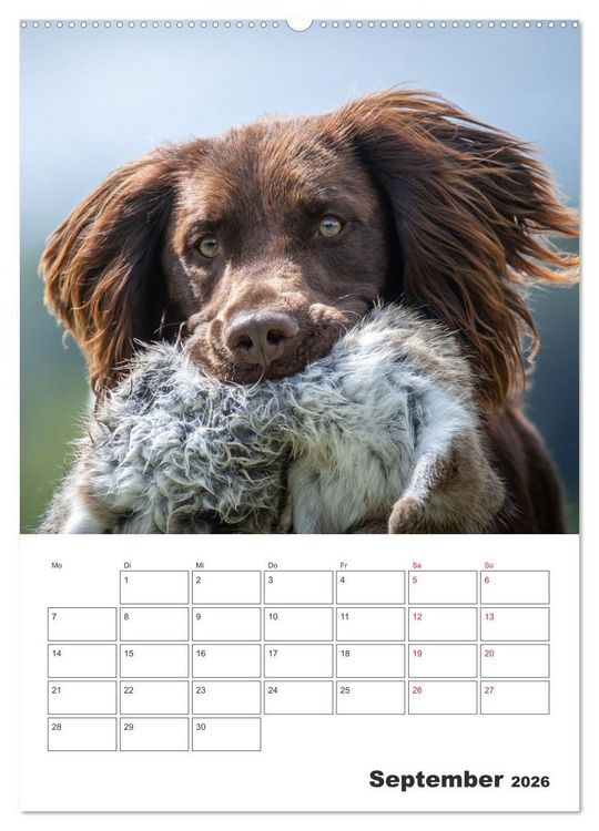 Produktbild: Geboren um zu Jagen. Der kleine M&uuml;nsterl&auml;nder (hochwertiger Premium Wandkalender 2026 DIN A2 hoch), Kunstdruck in Hochglanz