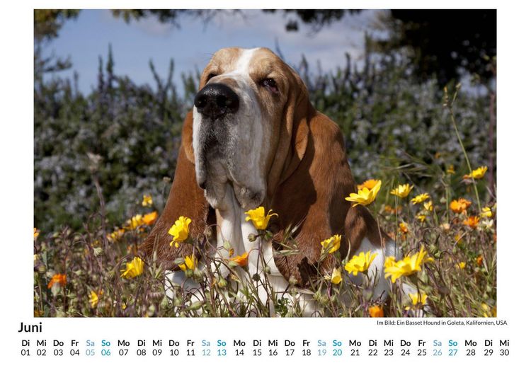 Produktbild: Basset Hound