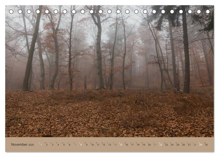 Produktbild: Unser Wald - Magische Sichten in norddeutsche W&auml;lder (Tischkalender 2026 DIN A5 quer), CALVENDO Monatskalender