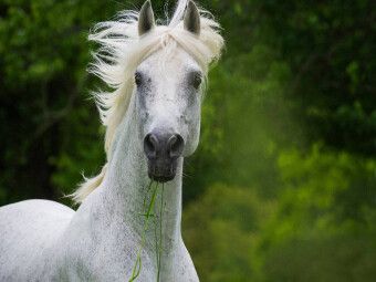 Produktbild: CALVENDO Puzzle Traumpferd Lipizzaner Portr&auml;t | 1000 Teile Lege-Gr&ouml;&szlig;e 64x48cm Foto-Puzzle f&uuml;r gl&uuml;ckliche Stunden
