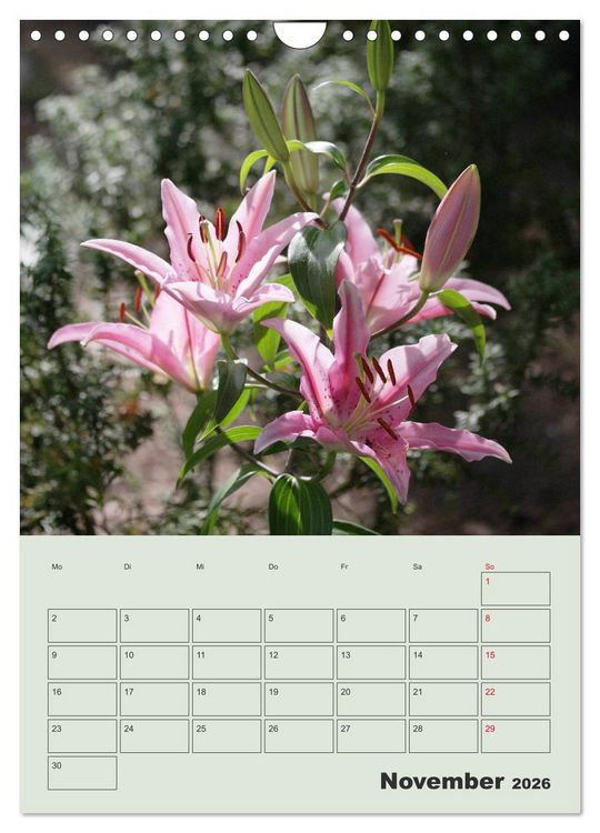 Produktbild: Lilien im Garten (Wandkalender 2026 DIN A4 hoch), CALVENDO Monatskalender