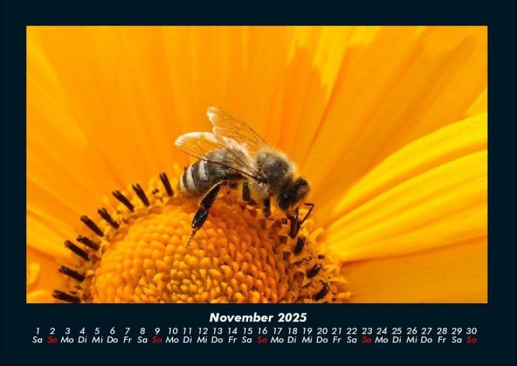 Produktbild: Bien 2025 Fotokalender DIN A4