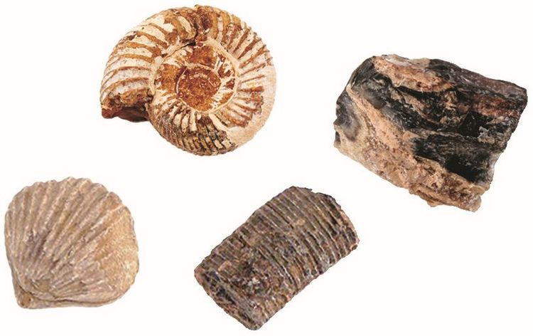Produktbild: Expedition Natur Das gro&szlig;e Fossilien-Ausgrabungs-Set