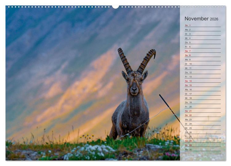 Produktbild: Bergk&ouml;nige - Steinb&ouml;cke im Blickpunkt der Naturfotografie (Wandkalender 2026 DIN A2 quer), CALVENDO Monatskalender