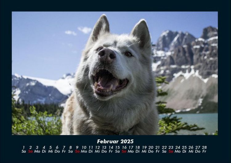 Produktbild: Hunde Kalender 2025 Fotokalender DIN A4