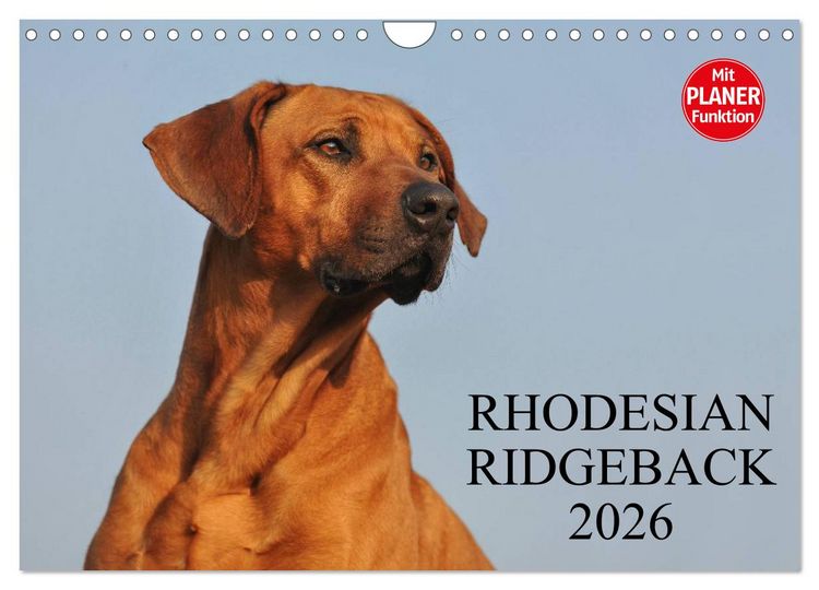Produktbild: Rhodesian Ridgeback 2026 (Wandkalender 2026 DIN A4 quer), CALVENDO Monatskalender