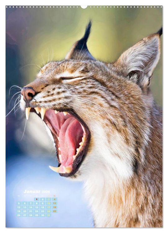 Produktbild: Raubkatzen: Die J&auml;ger auf leisen Pfoten (Wandkalender 2026 DIN A2 hoch), CALVENDO Monatskalender