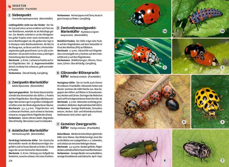 Produktbild: Der gro&szlig;e Kosmos-Naturf&uuml;hrer Tiere und Pflanzen