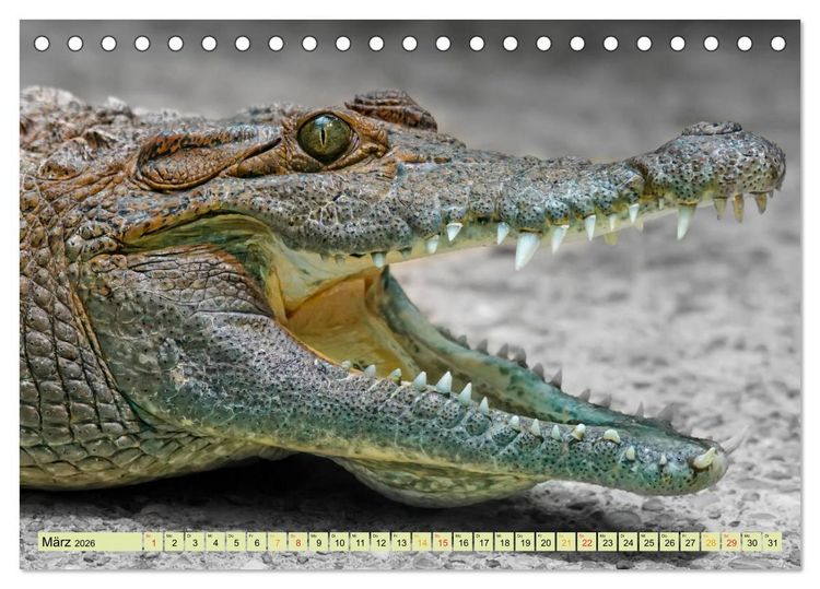 Produktbild: Urzeitreptilien - Krokodil (Tischkalender 2026 DIN A5 quer), CALVENDO Monatskalender