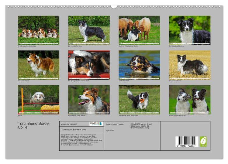 Produktbild: Traumhund Border Collie (hochwertiger Premium Wandkalender 2026 DIN A2 quer), Kunstdruck in Hochglanz