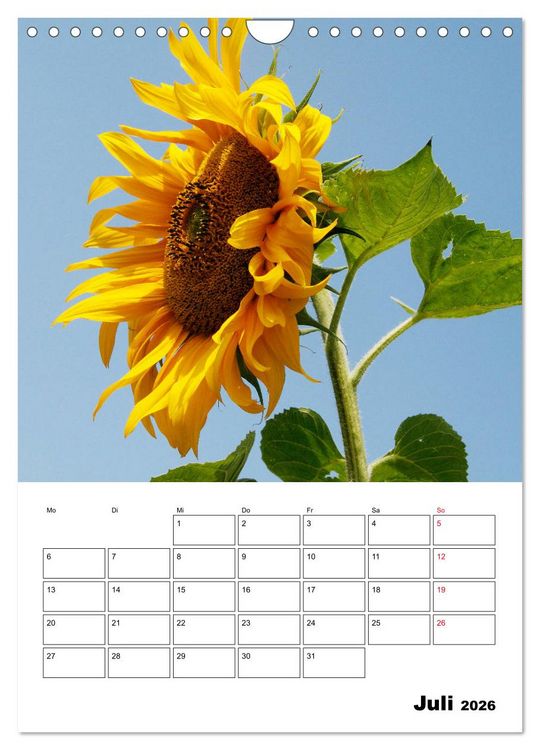 Produktbild: Leuchtende Sonnenblumen (Wandkalender 2026 DIN A4 hoch), CALVENDO Monatskalender