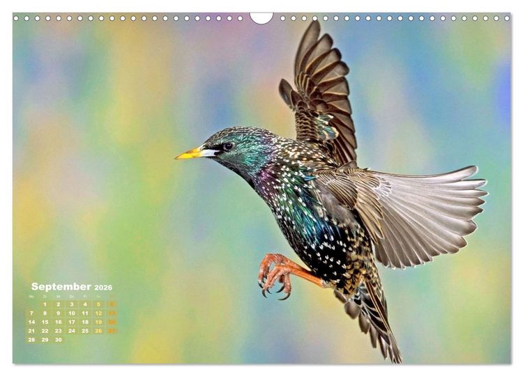 Produktbild: V&ouml;gel in unserer Heimat: Kiebitz, Wiedehopf und Turteltaube (Wandkalender 2026 DIN A3 quer), CALVENDO Monatskalender
