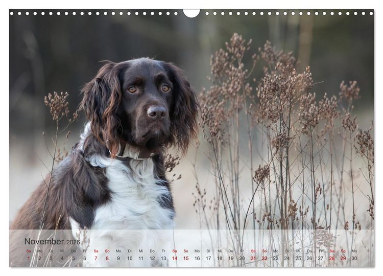 Produktbild: Der kleine M&uuml;nsterl&auml;nder (Wandkalender 2026 DIN A3 quer), CALVENDO Monatskalender