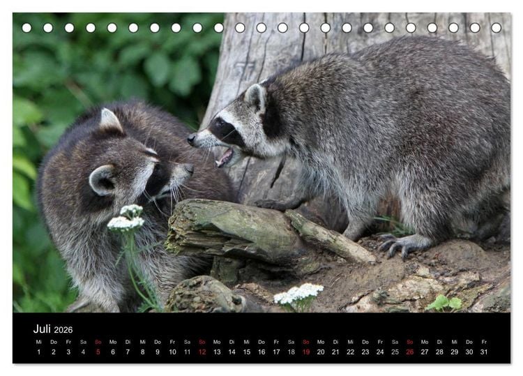 Produktbild: Waschb&auml;ren (Tischkalender 2026 DIN A5 quer), CALVENDO Monatskalender