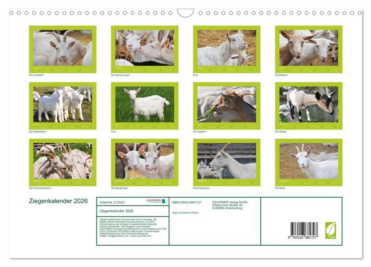 Produktbild: Ziegenkalender 2026 (Wandkalender 2026 DIN A3 quer), CALVENDO Monatskalender