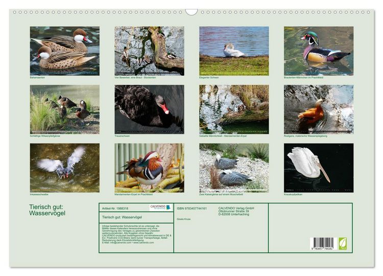 Produktbild: Tierisch gut: Wasserv&ouml;gel (Wandkalender 2026 DIN A2 quer), CALVENDO Monatskalender