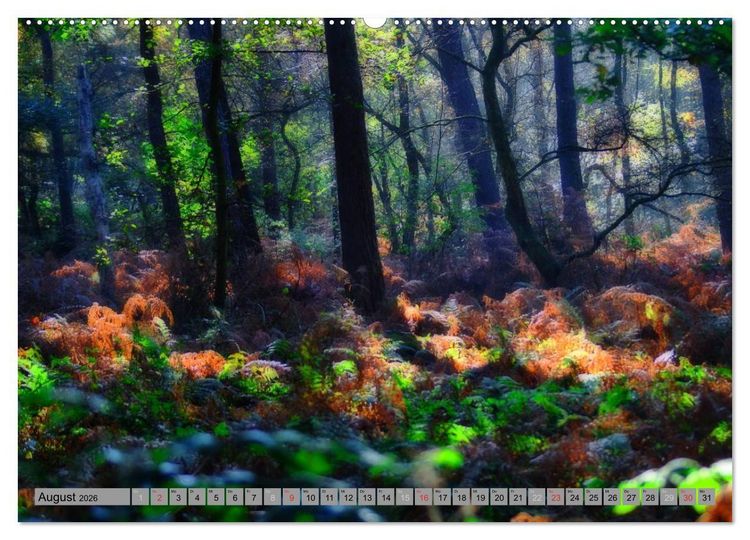 Produktbild: Spaziergang durch den Zauberwald (Wandkalender 2026 DIN A2 quer), CALVENDO Monatskalender
