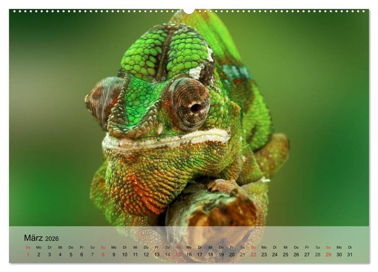 Produktbild: Reptilien Schlangen, Echsen und Co. (hochwertiger Premium Wandkalender 2026 DIN A2 quer), Kunstdruck in Hochglanz