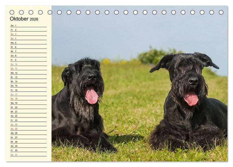 Produktbild: Treuer Freund Riesenschnauzer (Tischkalender 2026 DIN A5 quer), CALVENDO Monatskalender