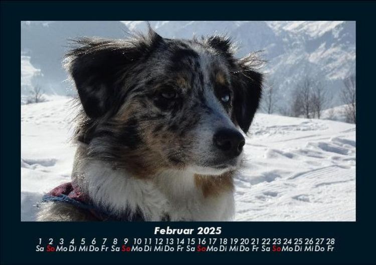 Produktbild: Der Hundekalender 2025 Fotokalender DIN A5
