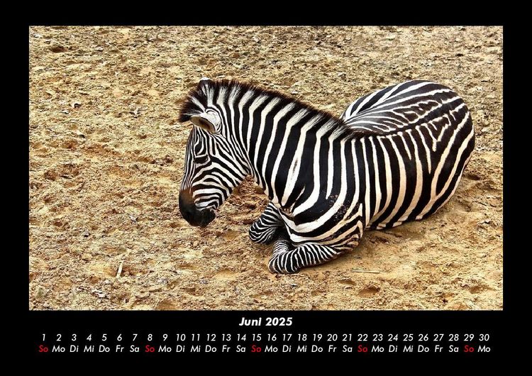 Produktbild: Zebrazauber 2025 Fotokalender DIN A3