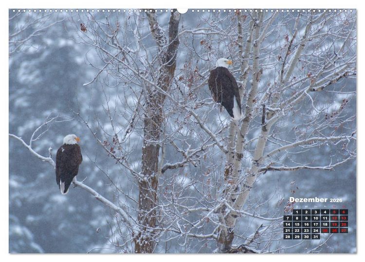 Produktbild: American Wildlife (hochwertiger Premium Wandkalender 2026 DIN A2 quer), Kunstdruck in Hochglanz