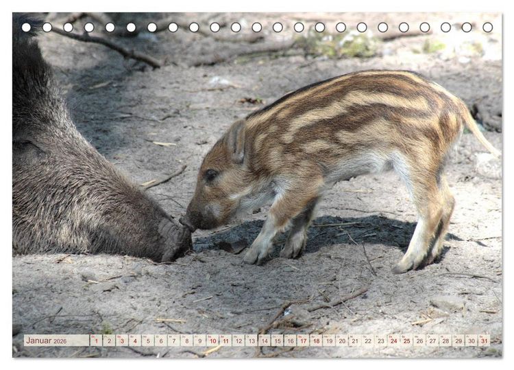 Produktbild: Tierische Schweinerei (Tischkalender 2026 DIN A5 quer), CALVENDO Monatskalender
