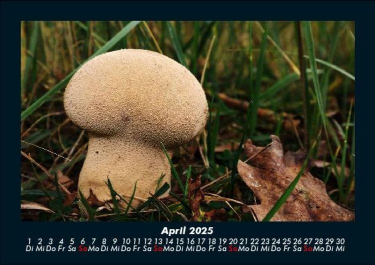 Produktbild: Pilzkalender 2025 Fotokalender DIN A5