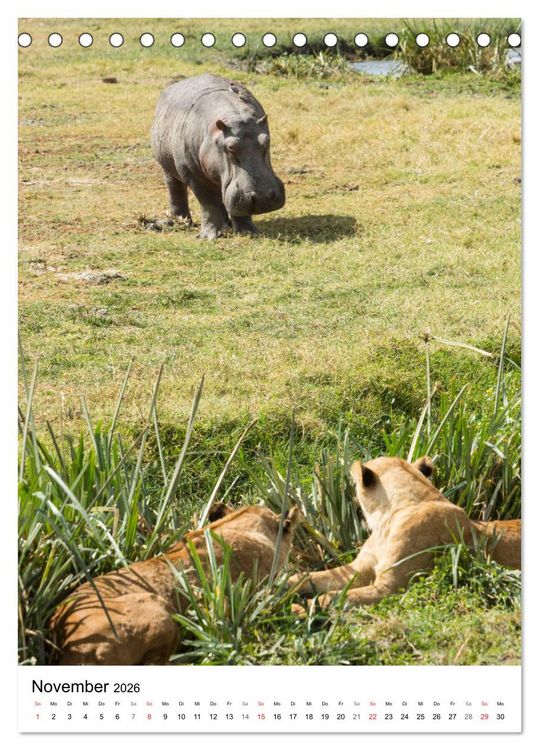 Produktbild: Serengeti Pur - Tansania (Tischkalender 2026 DIN A5 hoch), CALVENDO Monatskalender