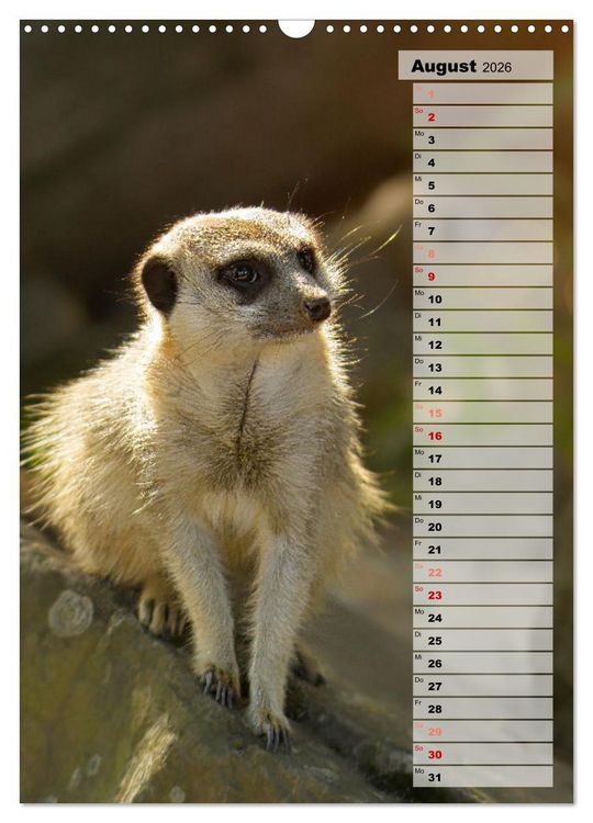 Produktbild: Erdm&auml;nnchen, putzige Kerlchen mit gro&szlig;en Knopfaugen (Wandkalender 2026 DIN A3 hoch), CALVENDO Monatskalender