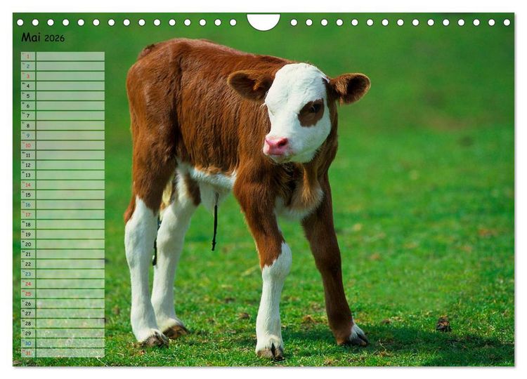 Produktbild: Rinder auf dem Lande (Wandkalender 2026 DIN A4 quer), CALVENDO Monatskalender
