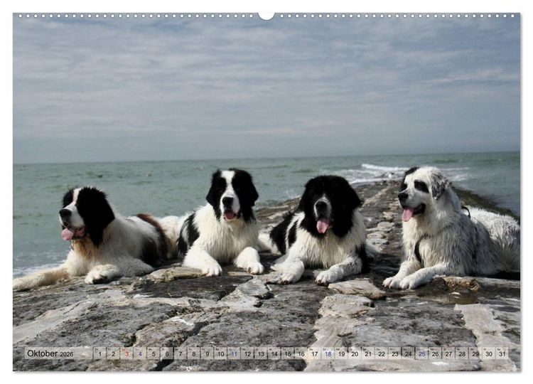 Produktbild: Landseer - Das Wasser ist ihr Element (Wandkalender 2026 DIN A2 quer), CALVENDO Monatskalender
