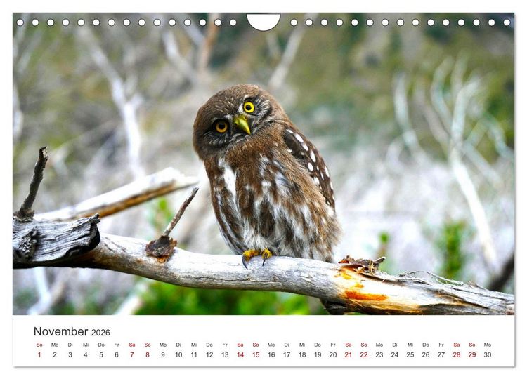 Produktbild: Eulen - Wachsame und geheimnisvolle Augen (Wandkalender 2026 DIN A4 quer), CALVENDO Monatskalender